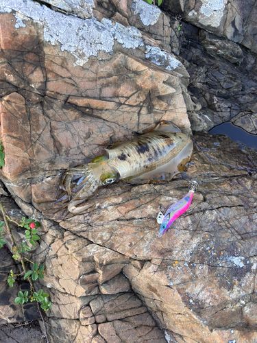 アオリイカの釣果