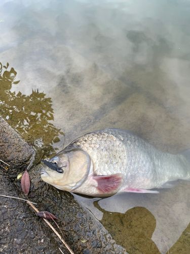 知多半島野池群
