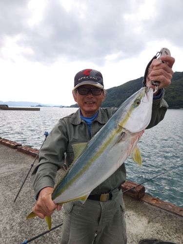 ハマチの釣果