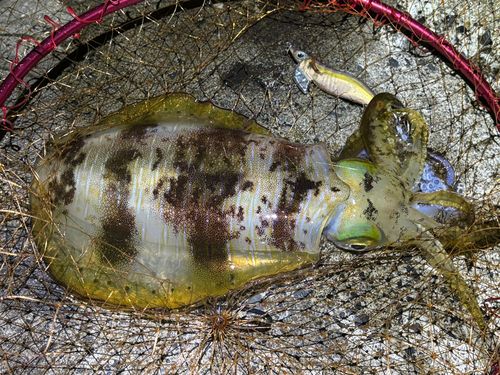 アオリイカの釣果