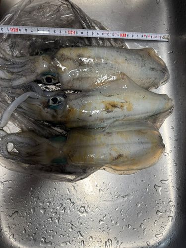 アオリイカの釣果