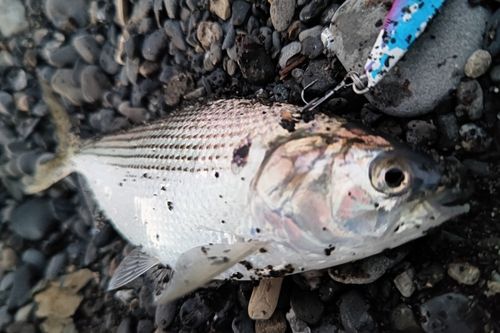 コノシロの釣果