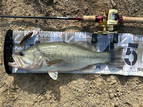 ブラックバスの釣果