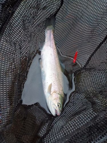 ニジマスの釣果