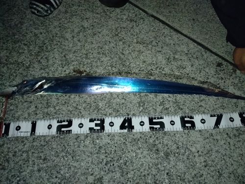 タチウオの釣果