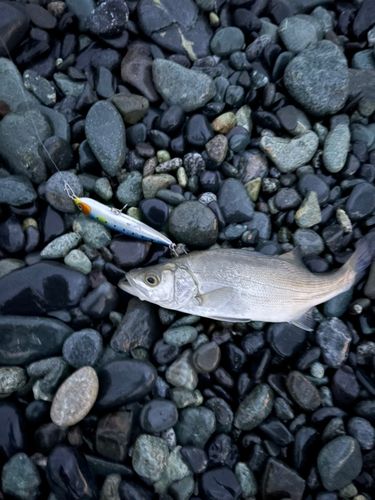 セイゴ（ヒラスズキ）の釣果