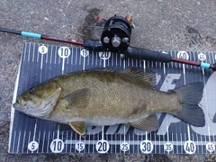 スモールマウスバスの釣果
