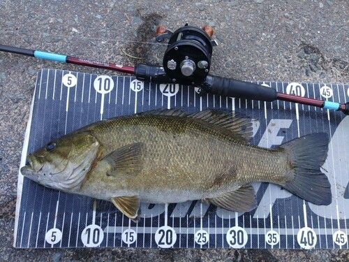 スモールマウスバスの釣果