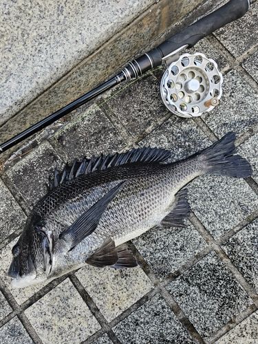 クロダイの釣果
