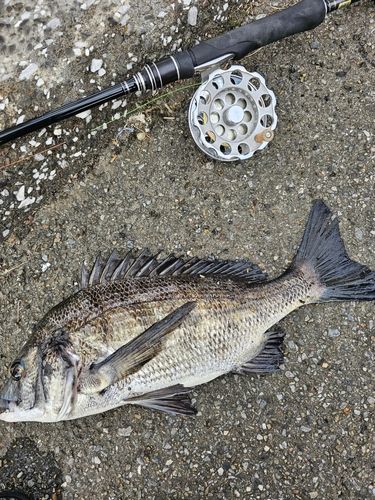 クロダイの釣果