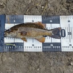 スモールマウスバス