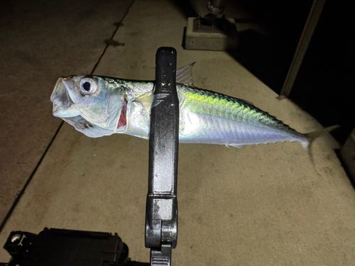 サバの釣果