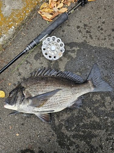 東京湾（アクアライン以北）