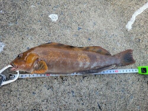 アイナメの釣果