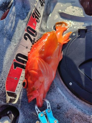 アカハタの釣果