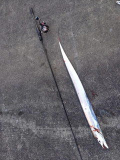 タチウオの釣果