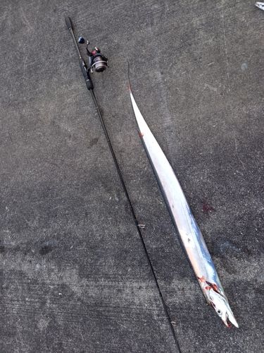 タチウオの釣果