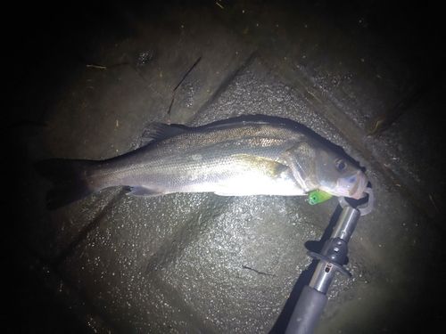 フッコ（マルスズキ）の釣果