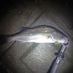 フッコ（マルスズキ）