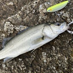 セイゴ（マルスズキ）