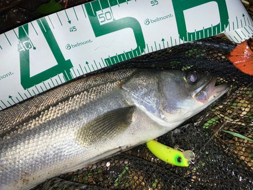 シーバスの釣果