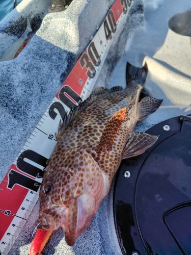 オオモンハタの釣果