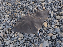 ツバクロエイの釣果