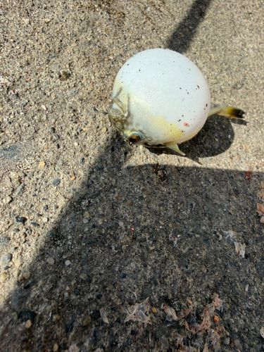 クサフグの釣果