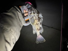 クロソイの釣果