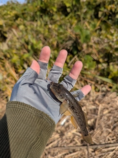 ハゼの釣果