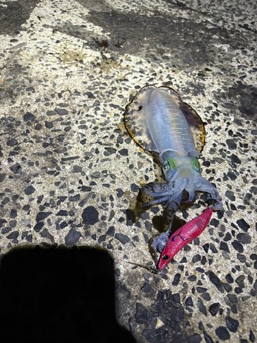 アオリイカの釣果