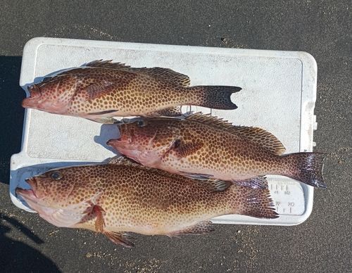 オオモンハタの釣果