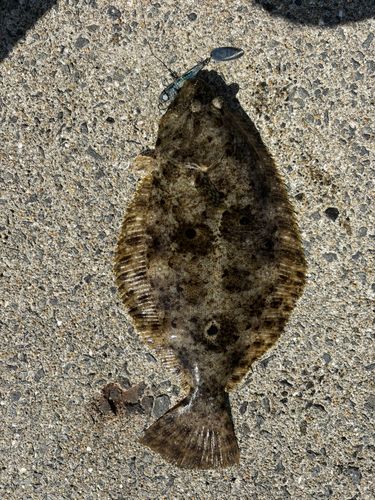 ヒラメの釣果
