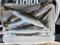 カマスの釣果