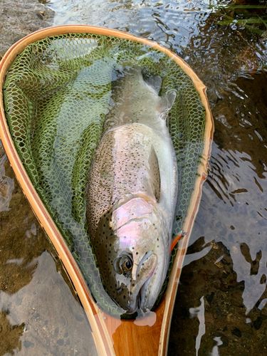 ニジマスの釣果