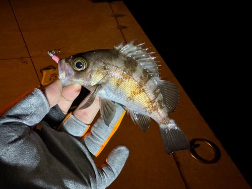 メバルの釣果