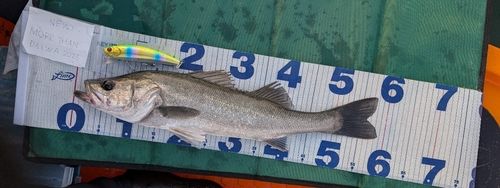 シーバスの釣果