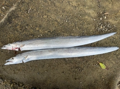 タチウオの釣果