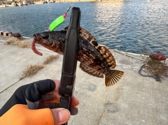 アイナメの釣果