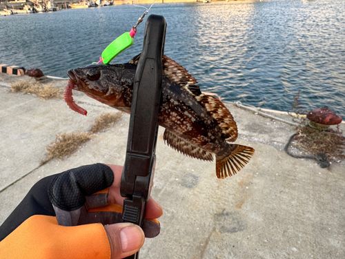 アイナメの釣果