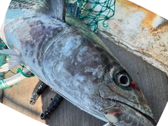 サワラの釣果