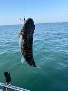 ショウサイフグの釣果