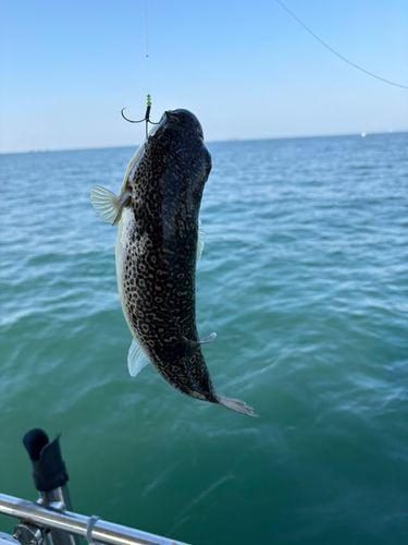 ショウサイフグの釣果