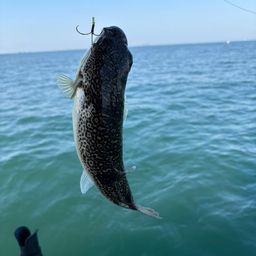 ショウサイフグ