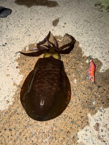 アオリイカの釣果