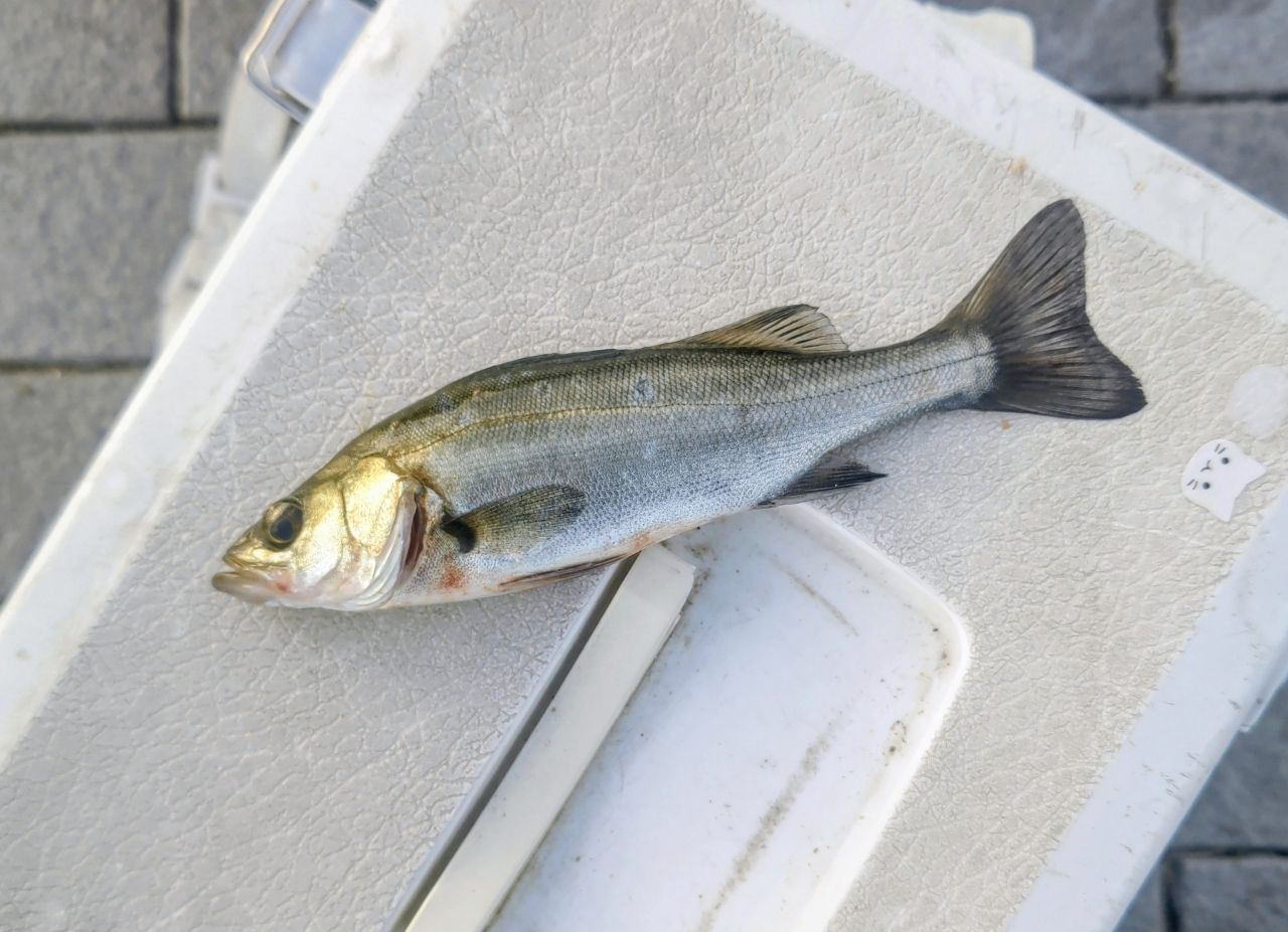 セイゴ（マルスズキ）