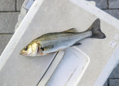 セイゴ（マルスズキ）の釣果