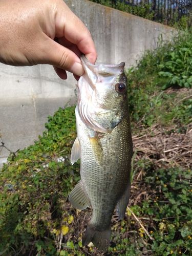 利根川渡良瀬川合流