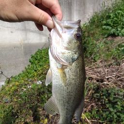 ラージマウスバス