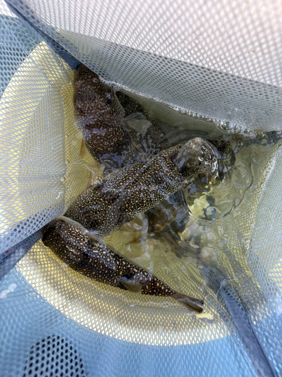 ショウサイフグ